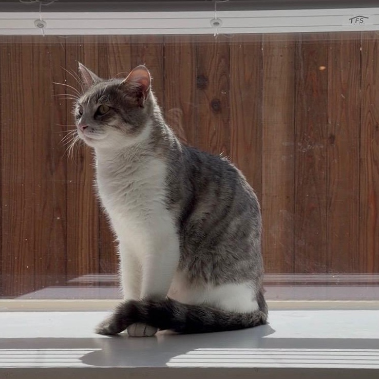 Jeannie, a Adoptable Domestic Short Hair in Allen, TX image 3/5