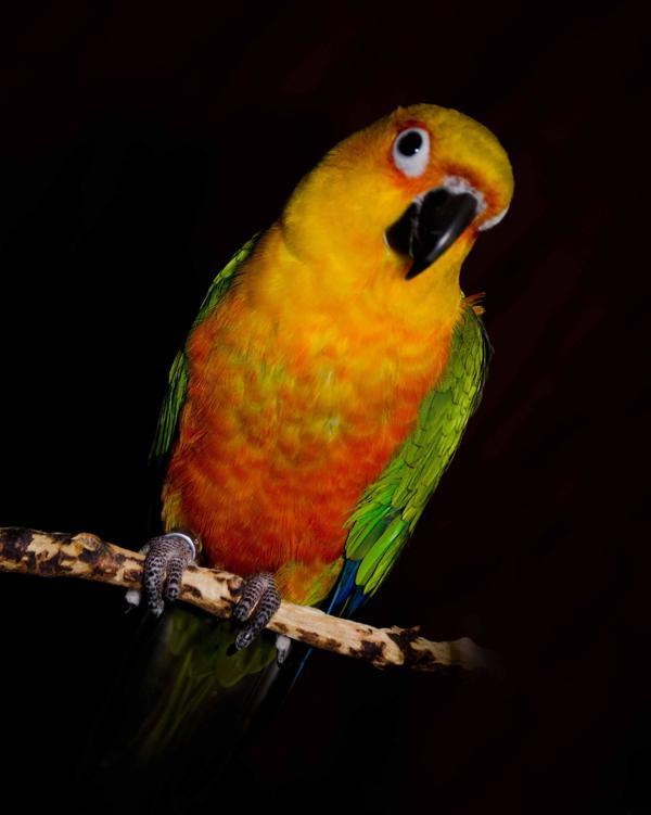 Starbuck, Adoptable, Senior Male Conure.