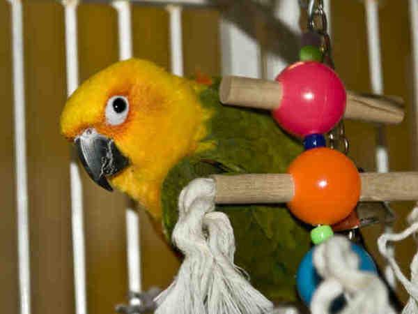 Enlarge Starbuck, a Adoptable Conure in Elizabeth, CO image 3/3