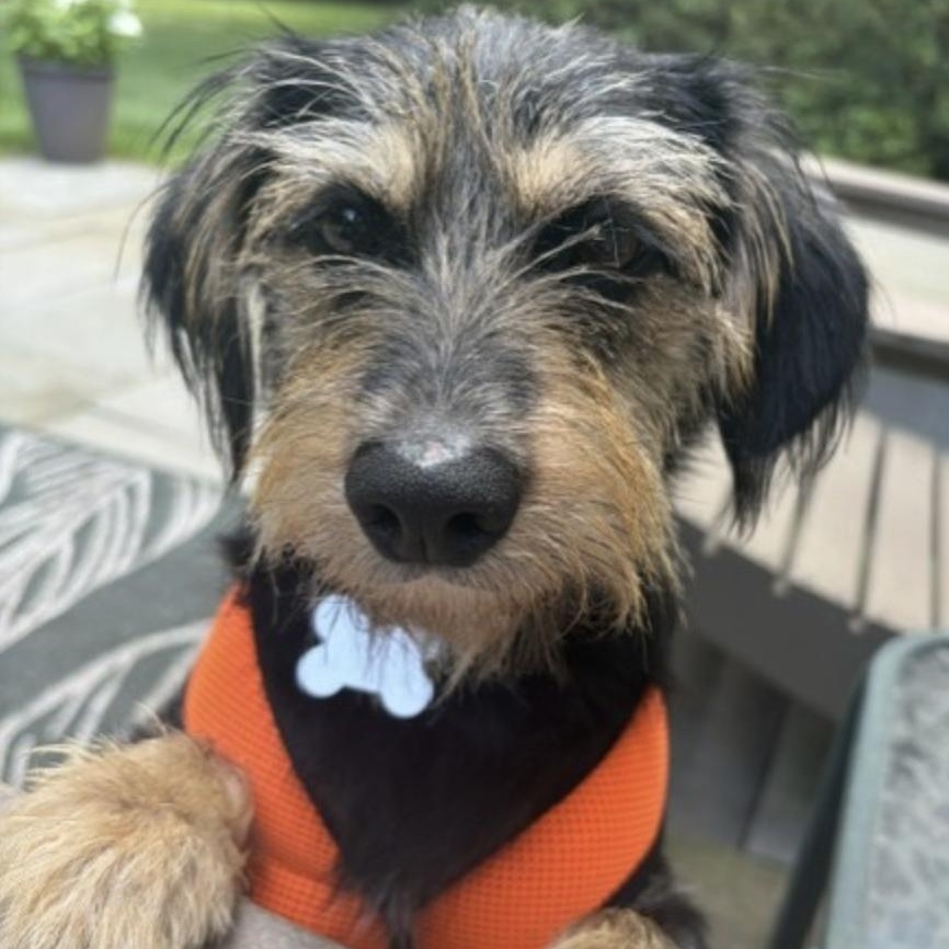DUNCAN, Adopted, Young Male Terrier.
