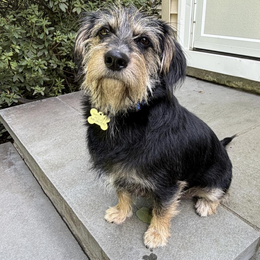 Enlarge DUNCAN, a Adopted mixed breed in nanuet, NY image 3/6