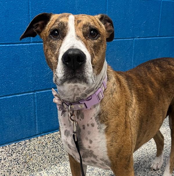 Blue, Adoptable, Adult Female Pit Bull Terrier & Boxer.