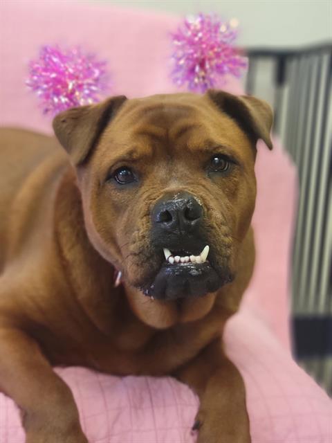 Enlarge ROSALIE, a Adoptable mixed breed in Fort Wayne, IN image 1/1