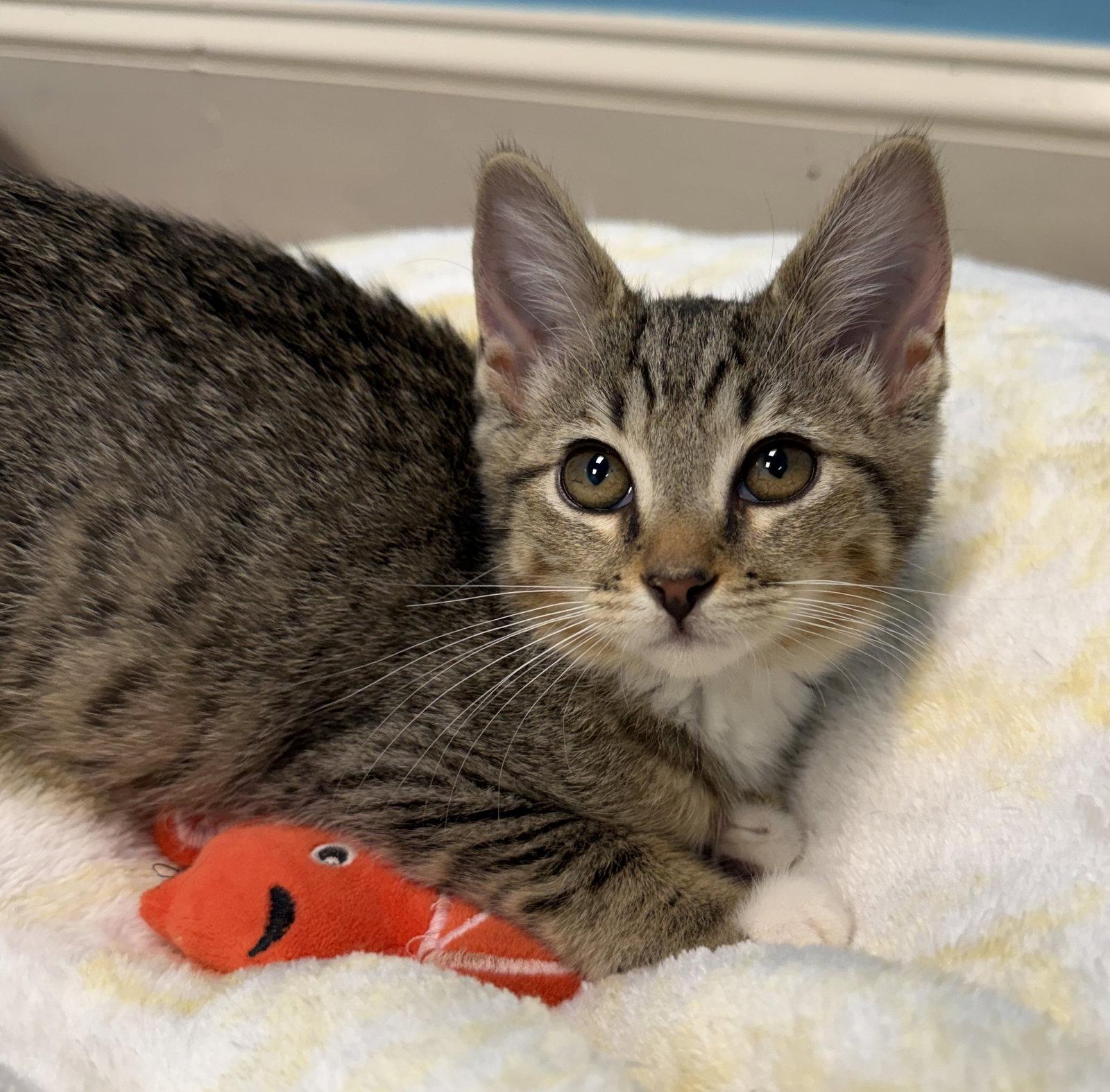 Helen, Adopted, Kitten Female Tabby.