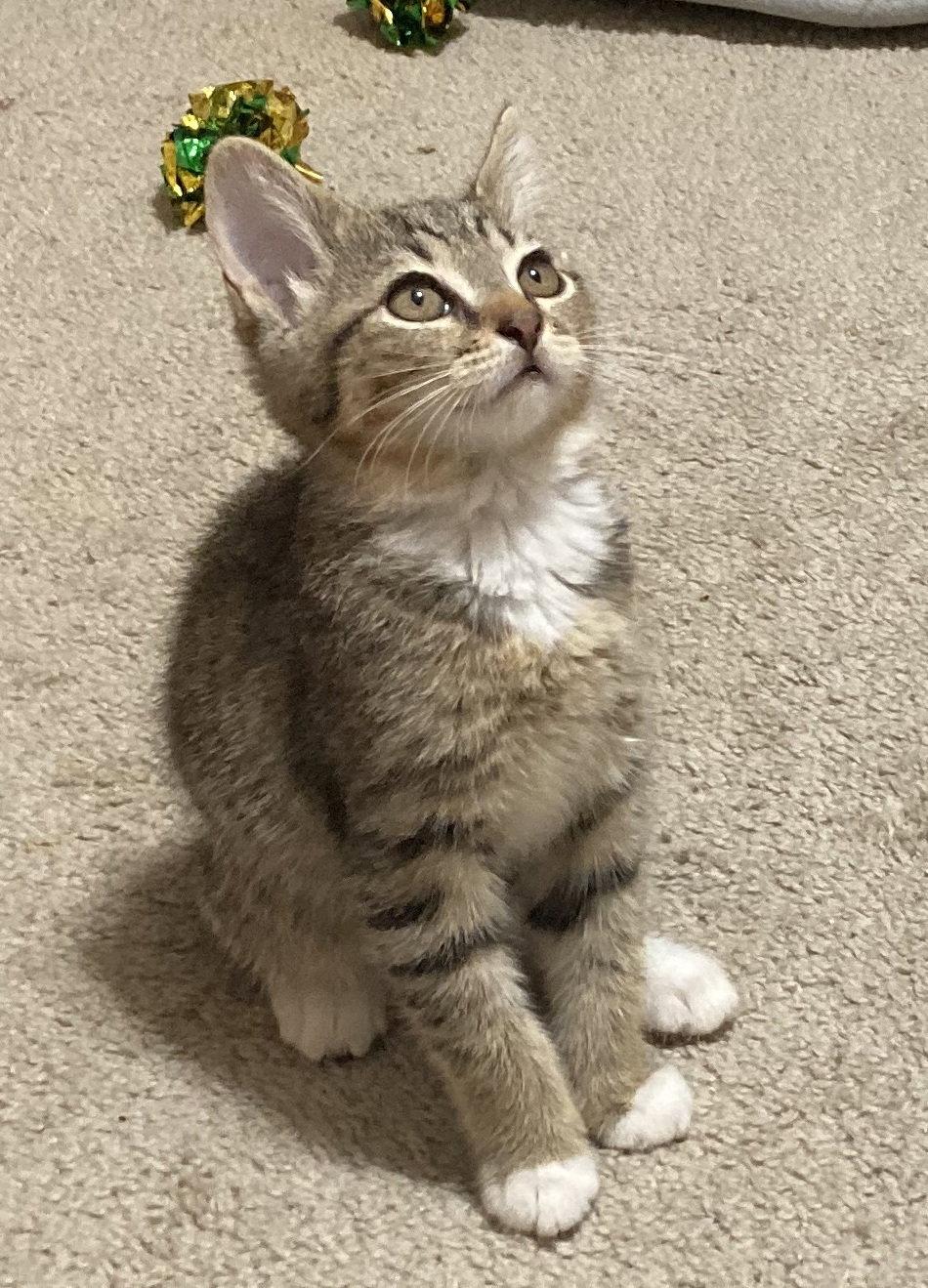 Enlarge Helen, a Adopted Tabby in Stone Mountain, GA image 3/3