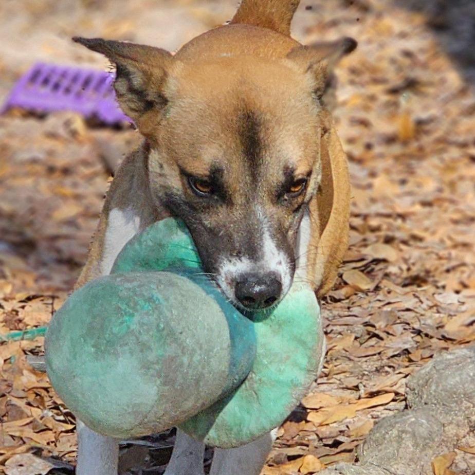 Enlarge Chase, a Adoptable mixed breed in Indianapolis, IN image 4/5