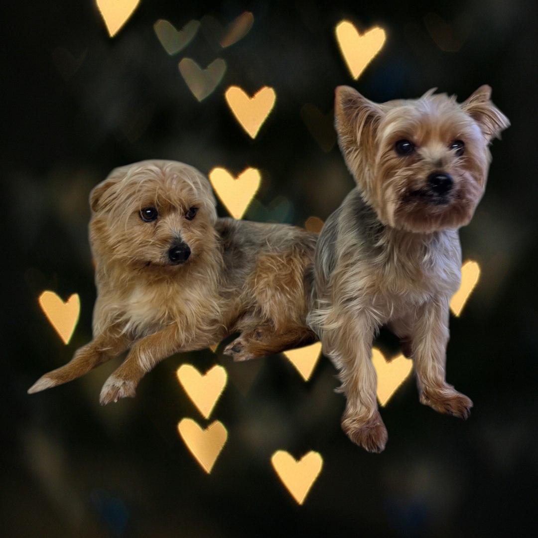 Thelma & Lewis, ADOPTABLE, Senior Female Yorkshire Terrier.