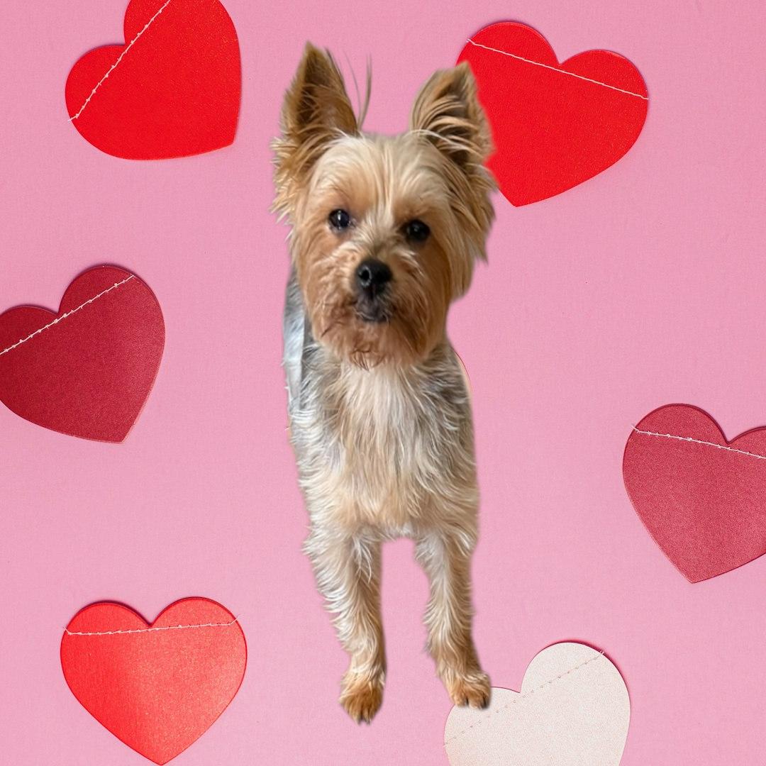 Enlarge Thelma & Louise, a ADOPTABLE Yorkshire Terrier in Dallas, GA image 2/3