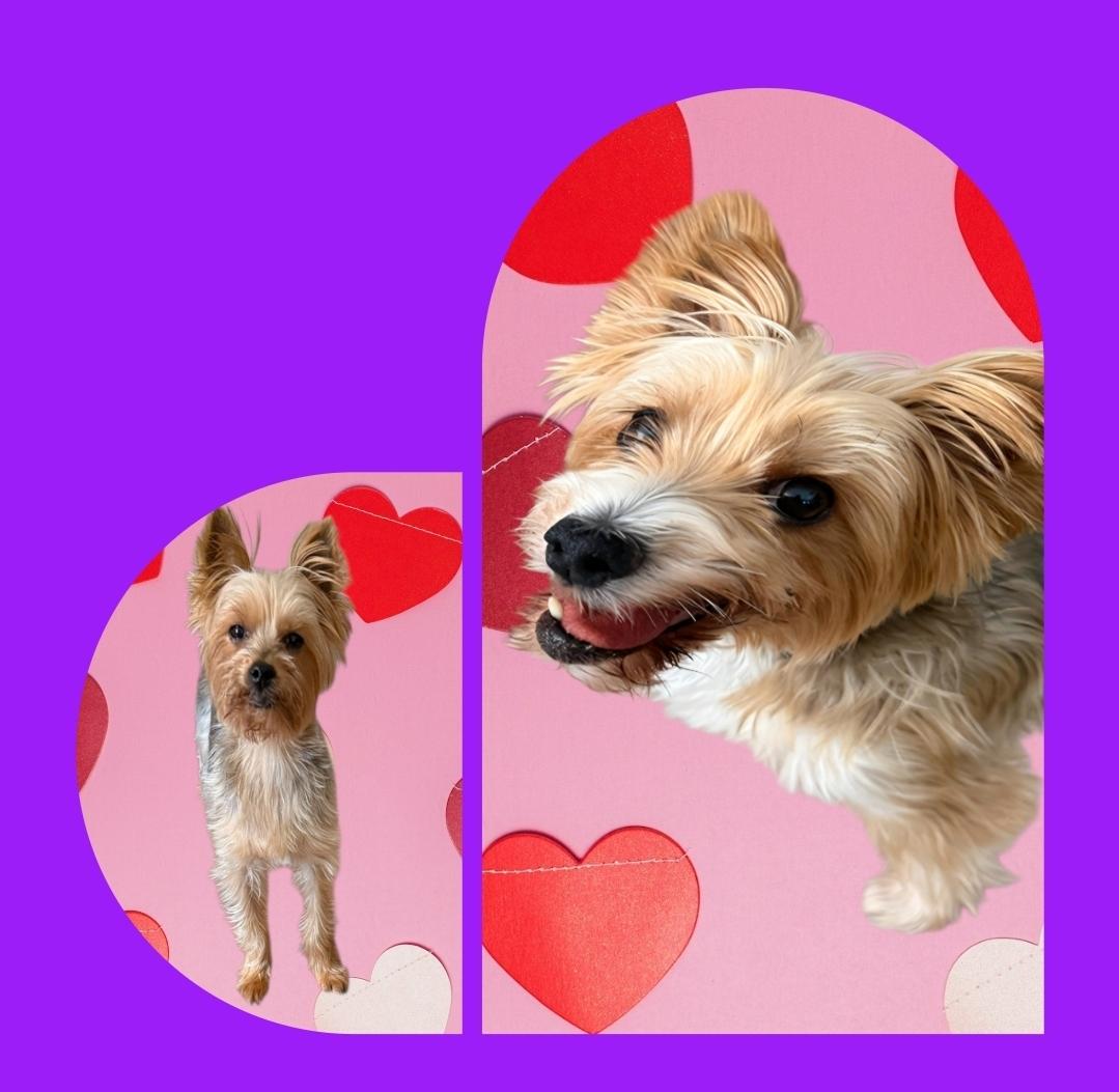 Thelma & Louise, ADOPTABLE, Senior Female Yorkshire Terrier.