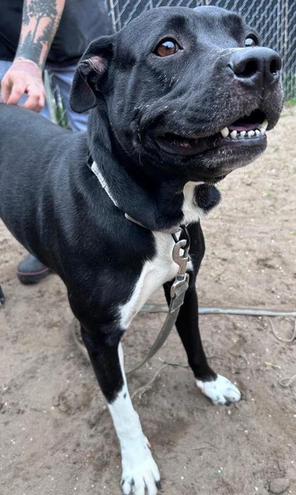 Nina, Adoptable, Adult Female Pit Bull Terrier & Mixed Breed.