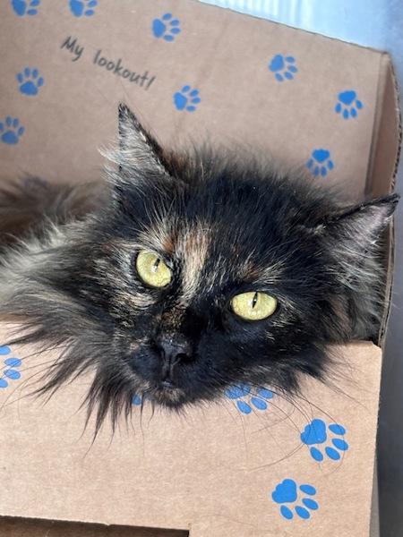 Enlarge Daphne, a Adoptable mixed breed in Campbell River, BC image 1/1