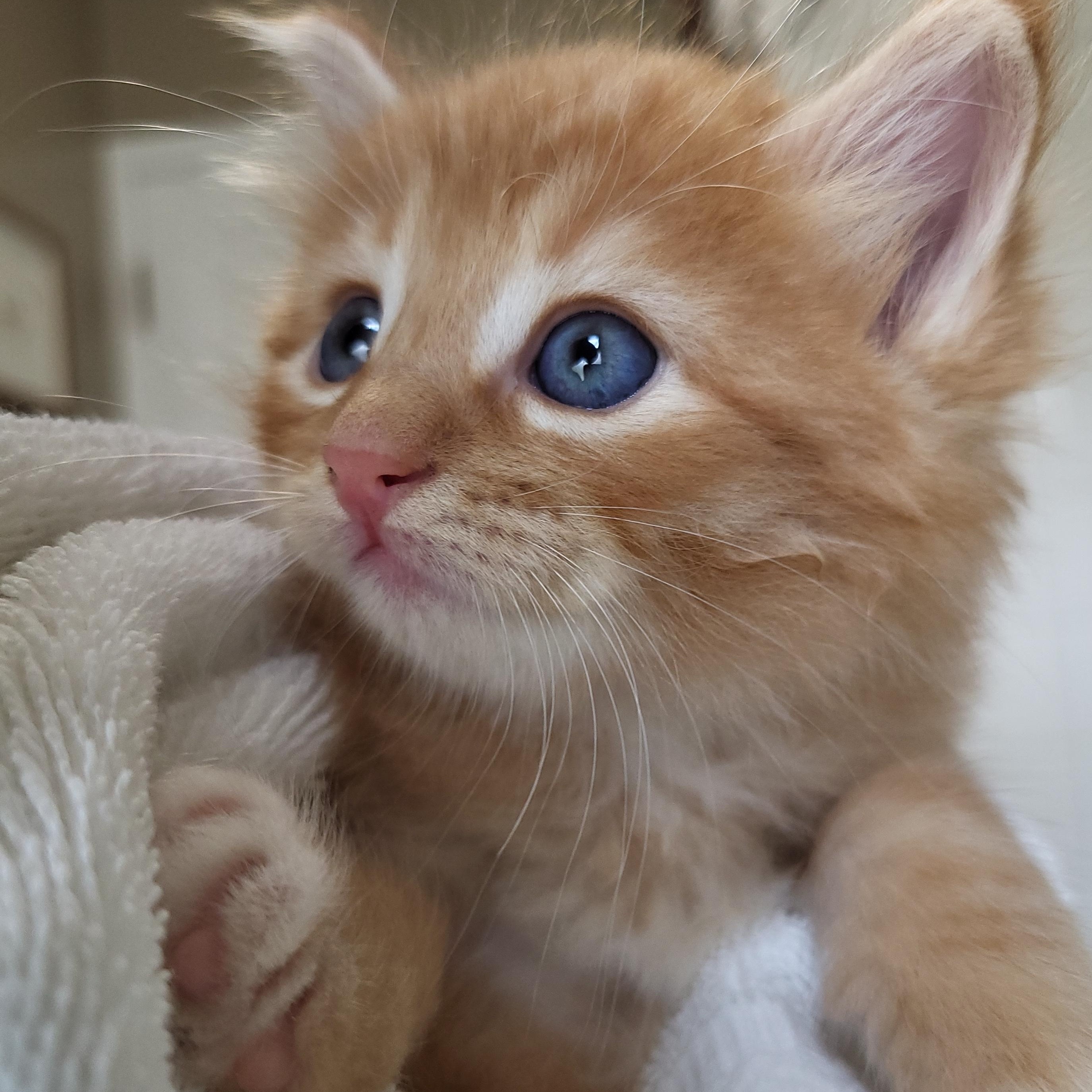 Compton, Adoptable, Kitten Male Domestic Medium Hair.