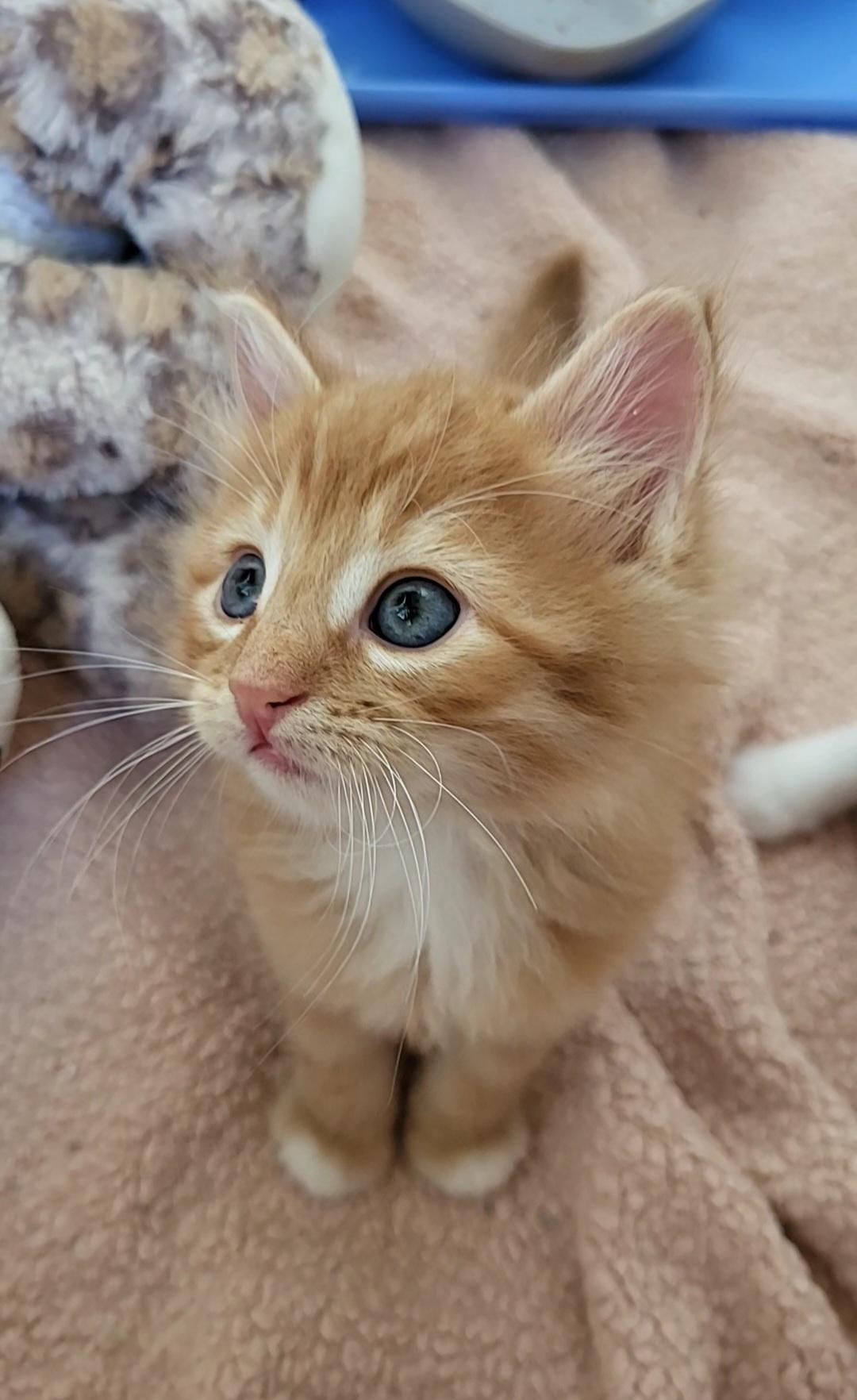 Enlarge Compton, a Adoptable Domestic Medium Hair in Milwaukee, WI image 3/5
