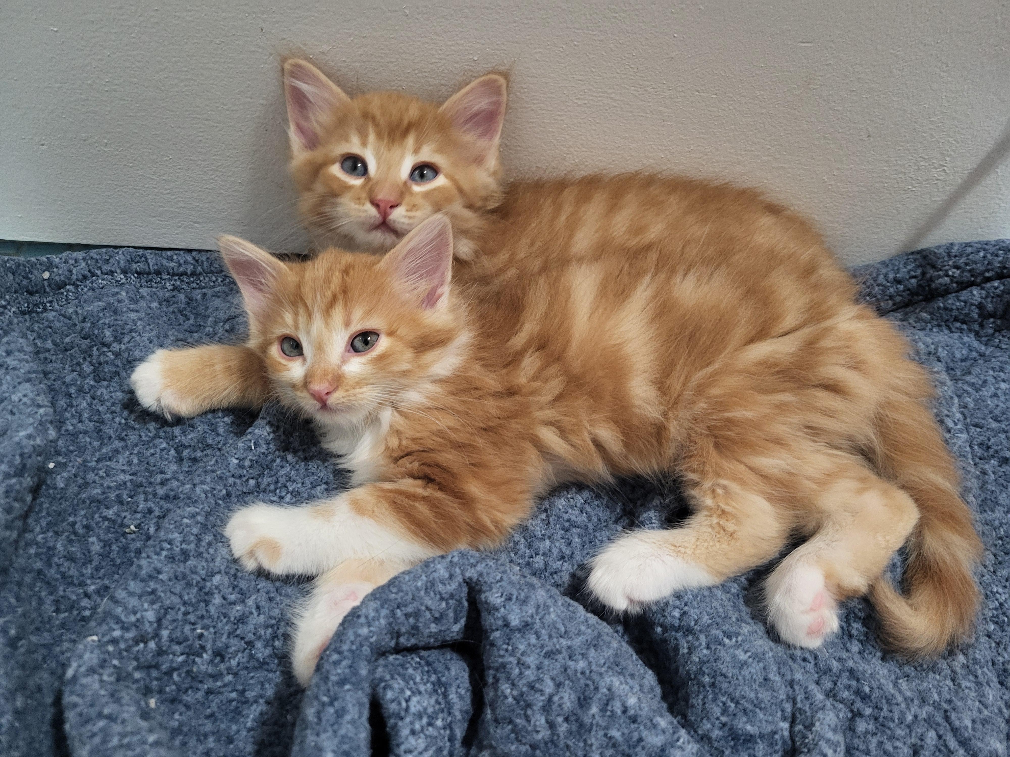 Enlarge Compton, a Adoptable Domestic Medium Hair in Milwaukee, WI image 5/5
