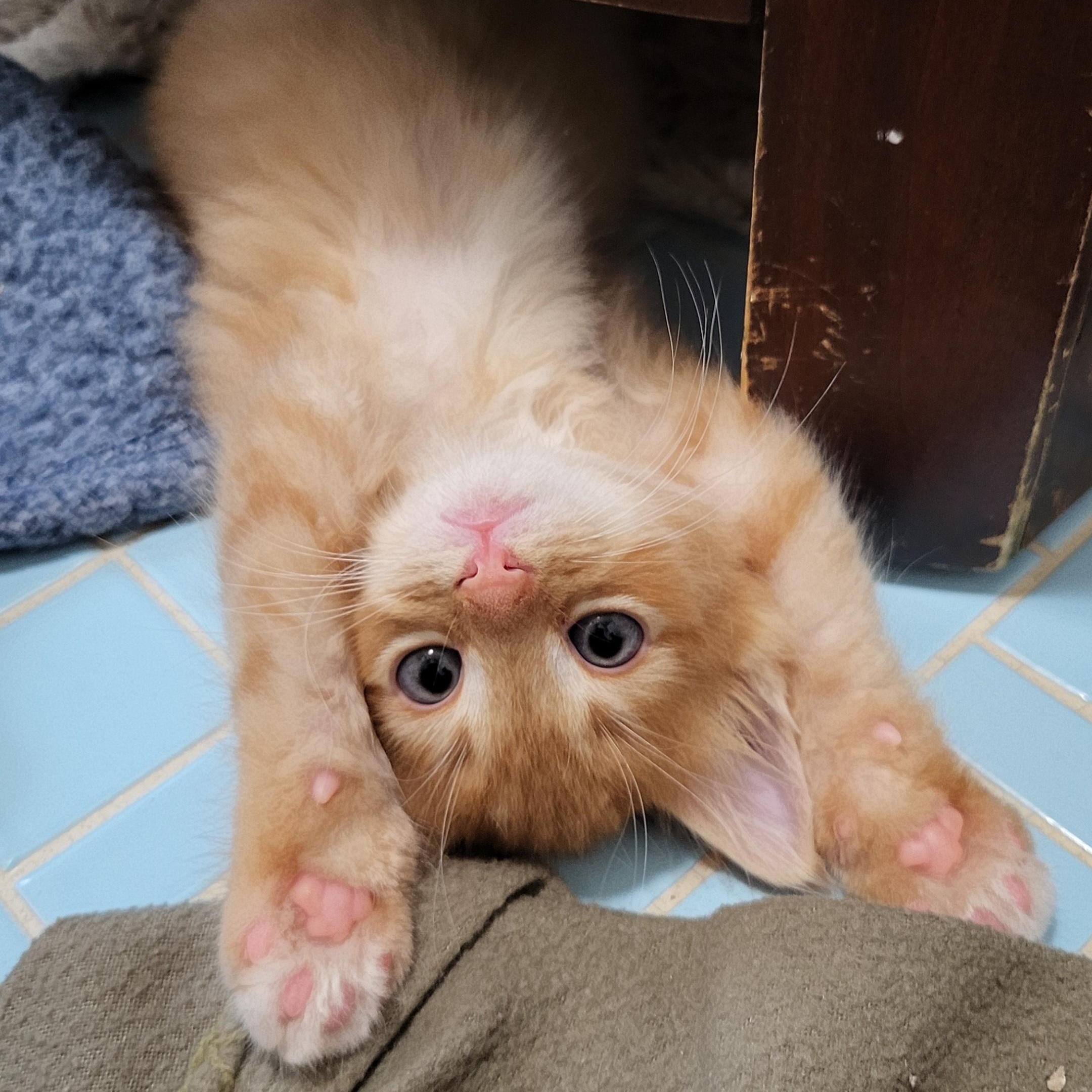 Enlarge Compton, a Adoptable Domestic Medium Hair in Milwaukee, WI image 2/5