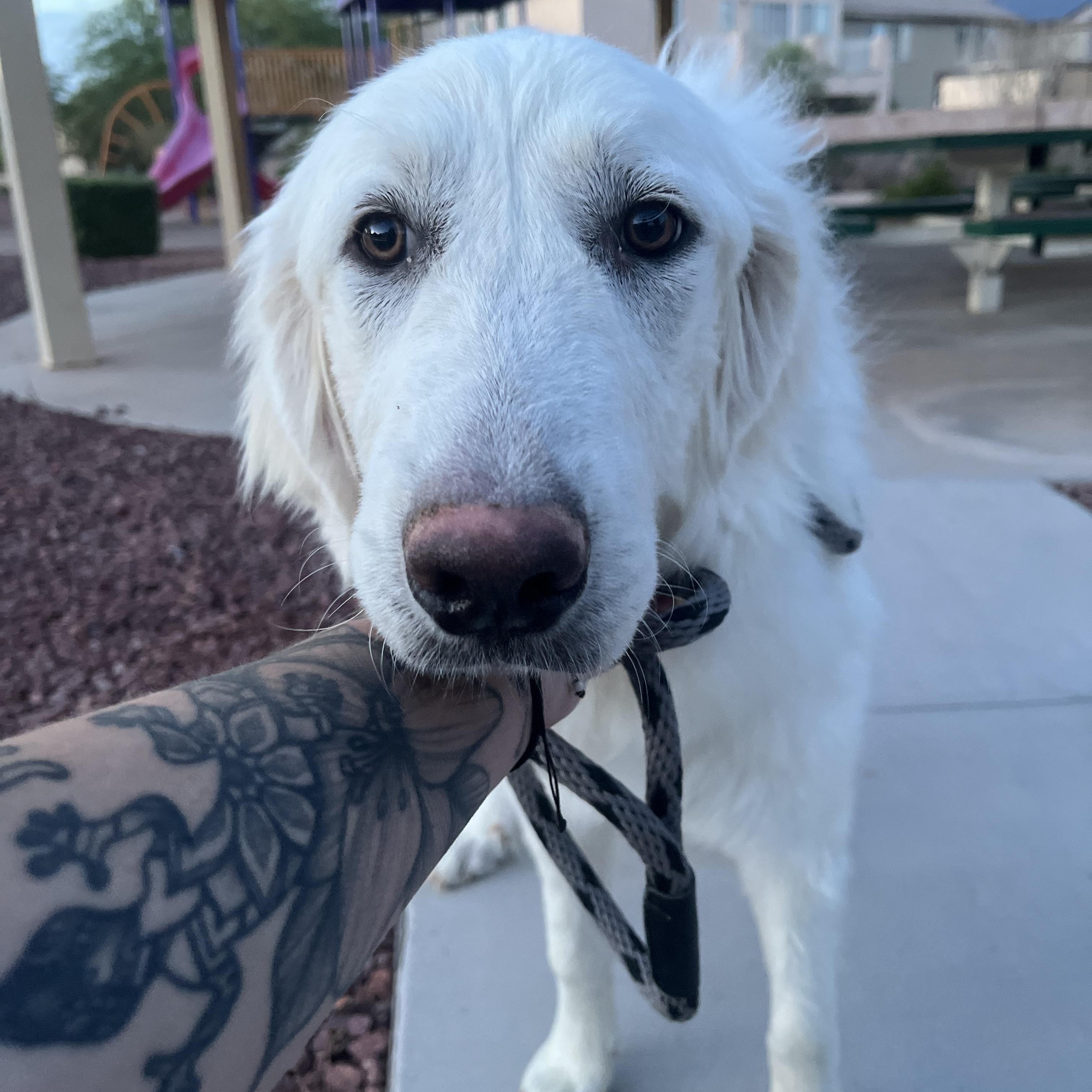 Chevy, ADOPTABLE, Young Female Great Pyrenees.