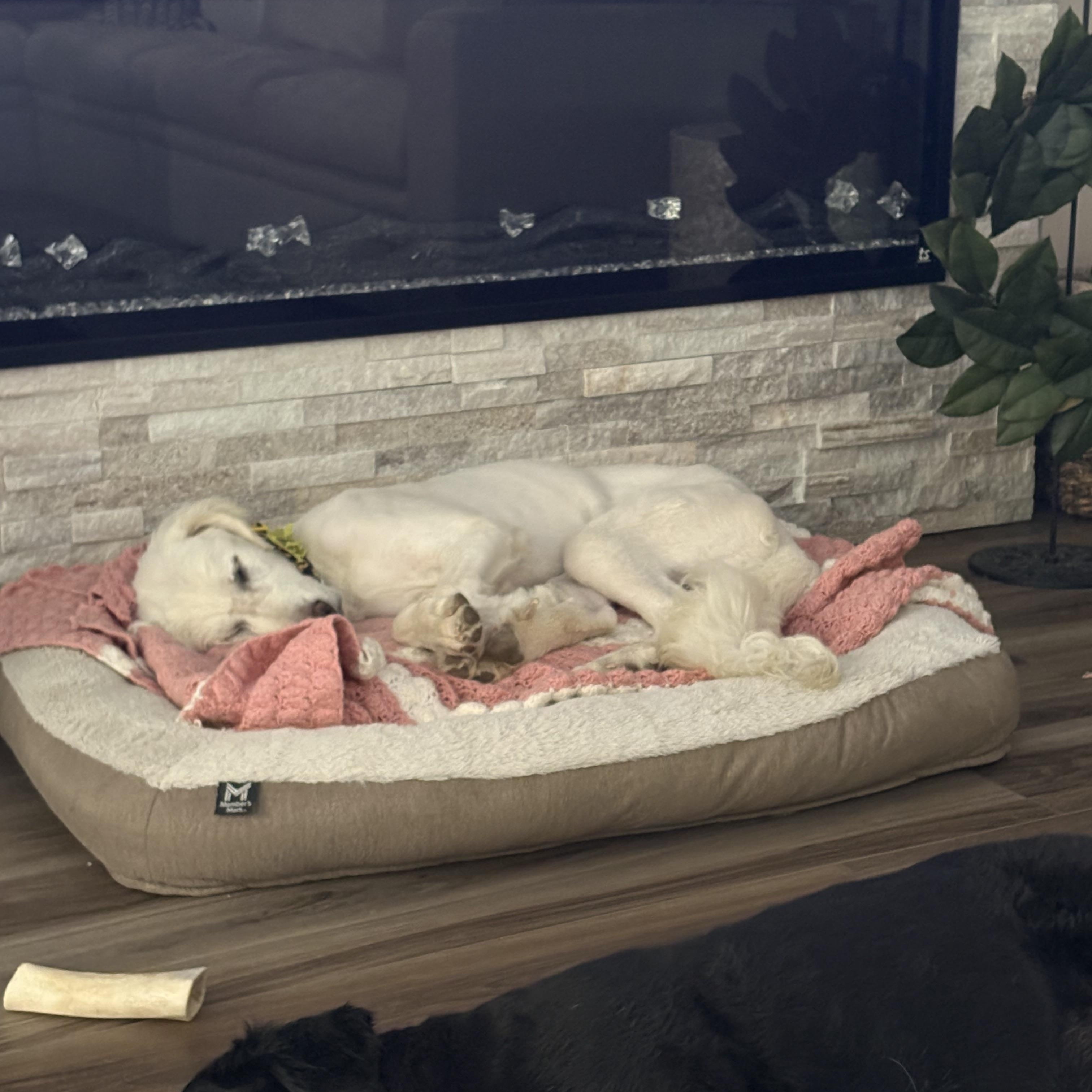 Chevy, a ADOPTABLE Great Pyrenees in Las Vegas, NV image 3/5