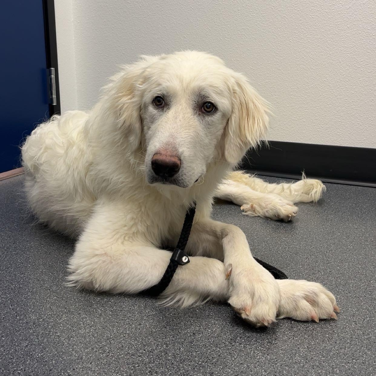 Chevy, a ADOPTABLE Great Pyrenees in Las Vegas, NV image 4/5