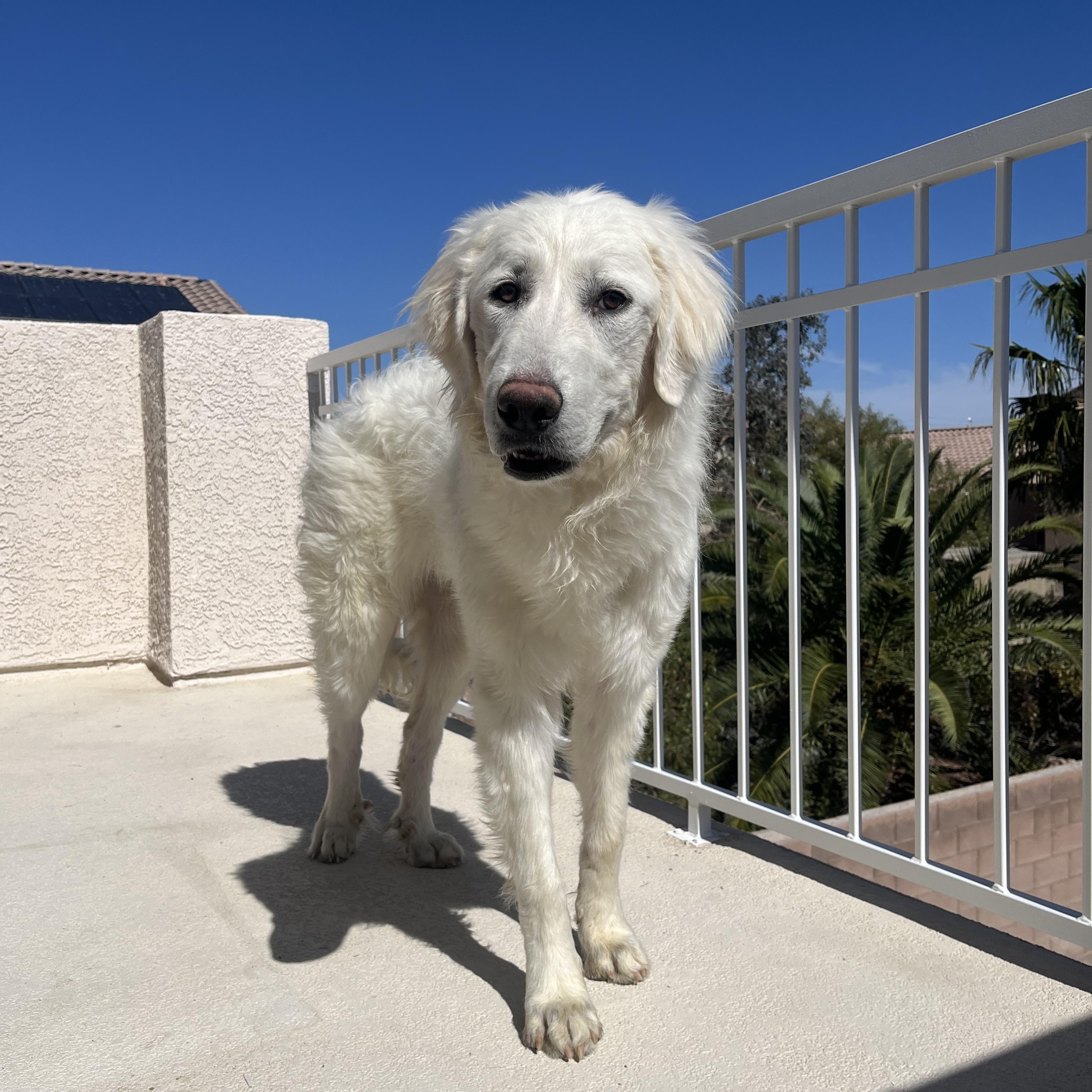 Chevy, a ADOPTABLE Great Pyrenees in Las Vegas, NV image 2/5