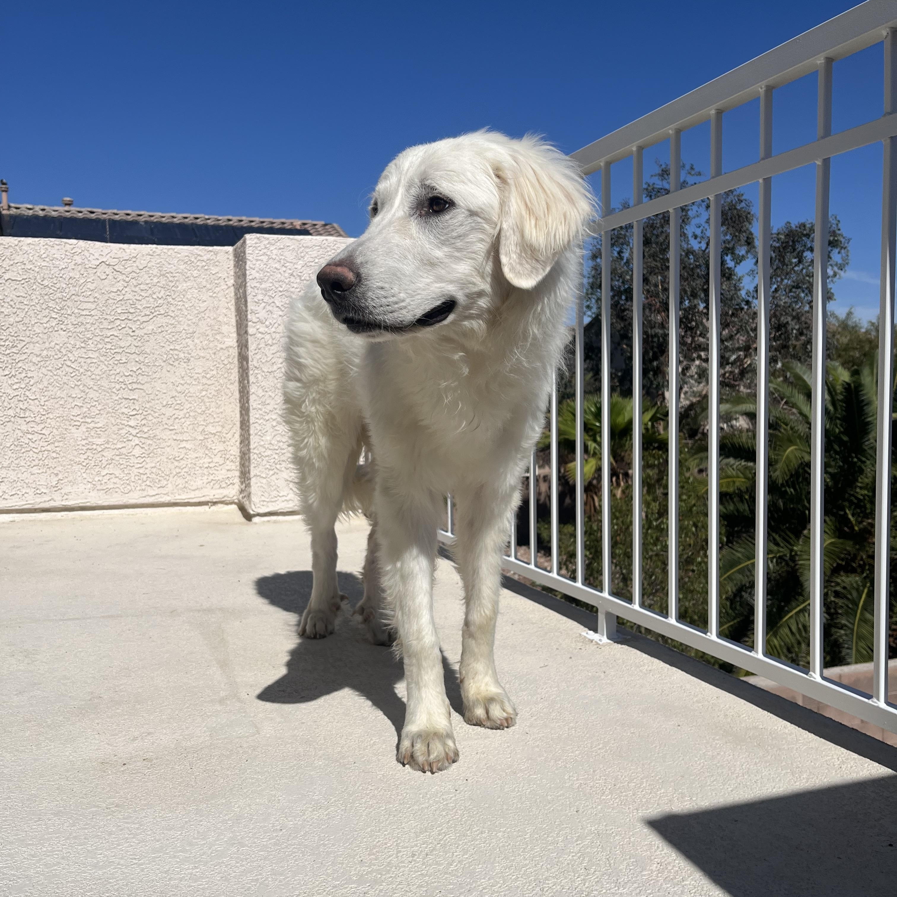 Chevy, a ADOPTABLE Great Pyrenees in Las Vegas, NV image 5/5