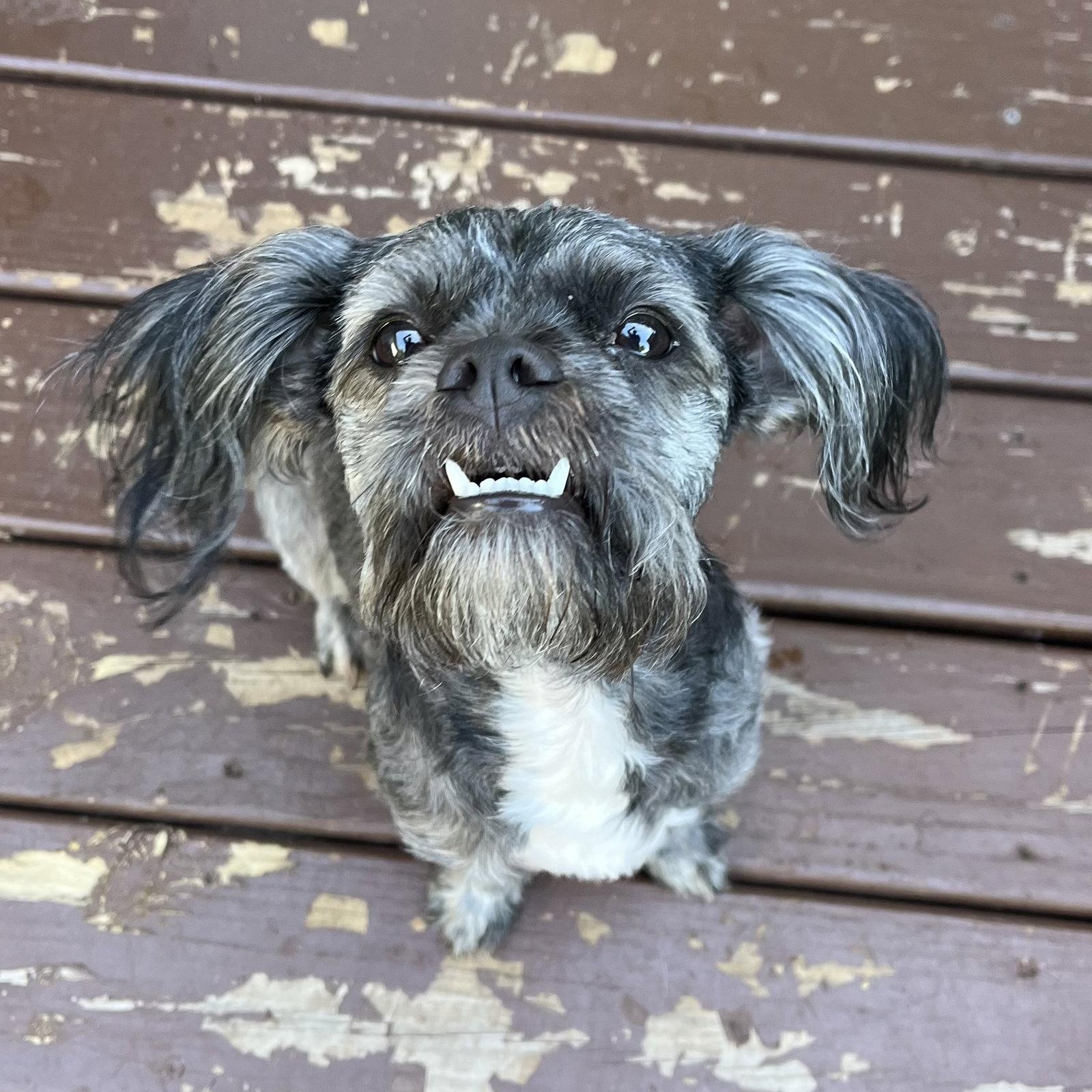 Hendrix, Adoptable, Young Male Lhasa Apso.