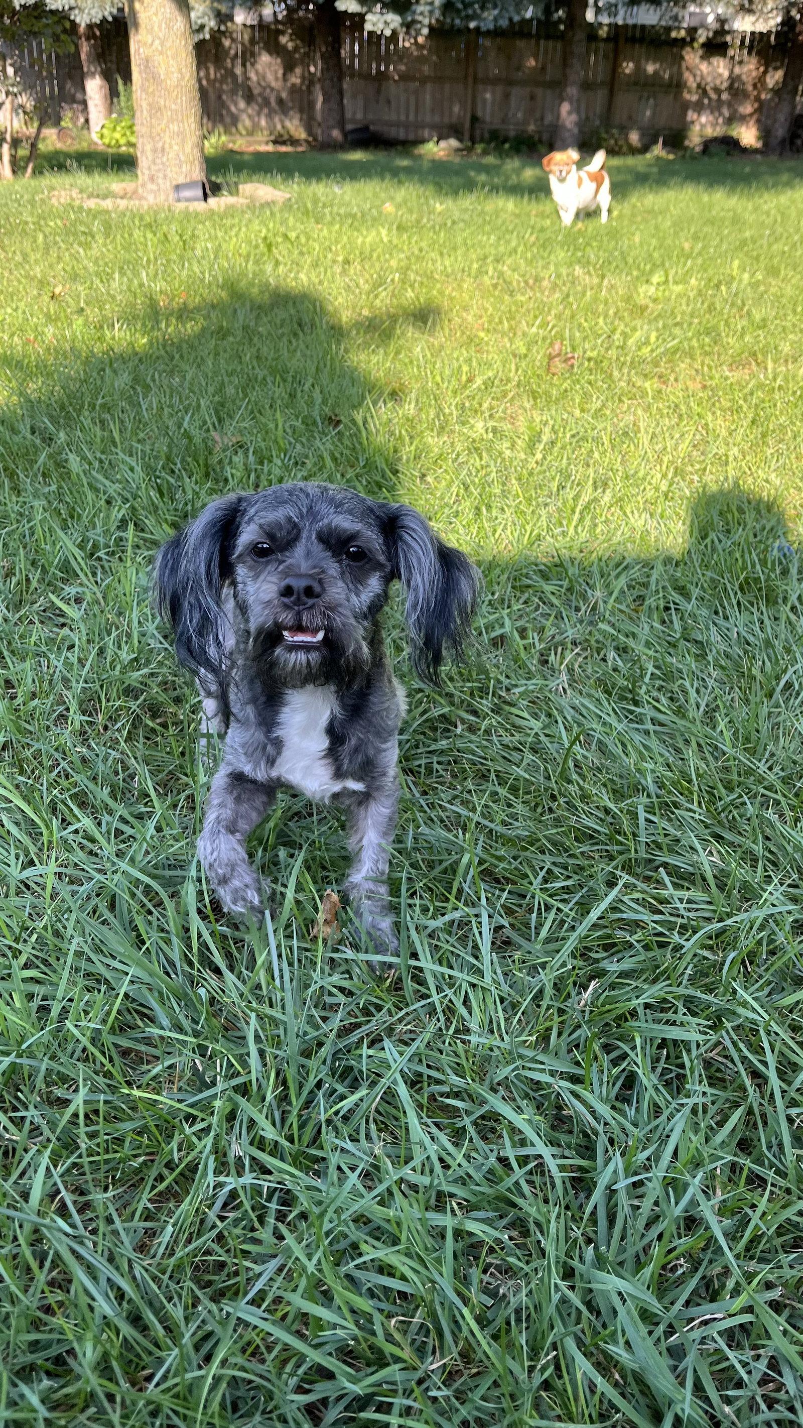Enlarge Hendrix, a Adoptable Lhasa Apso in New London, WI image 2/3