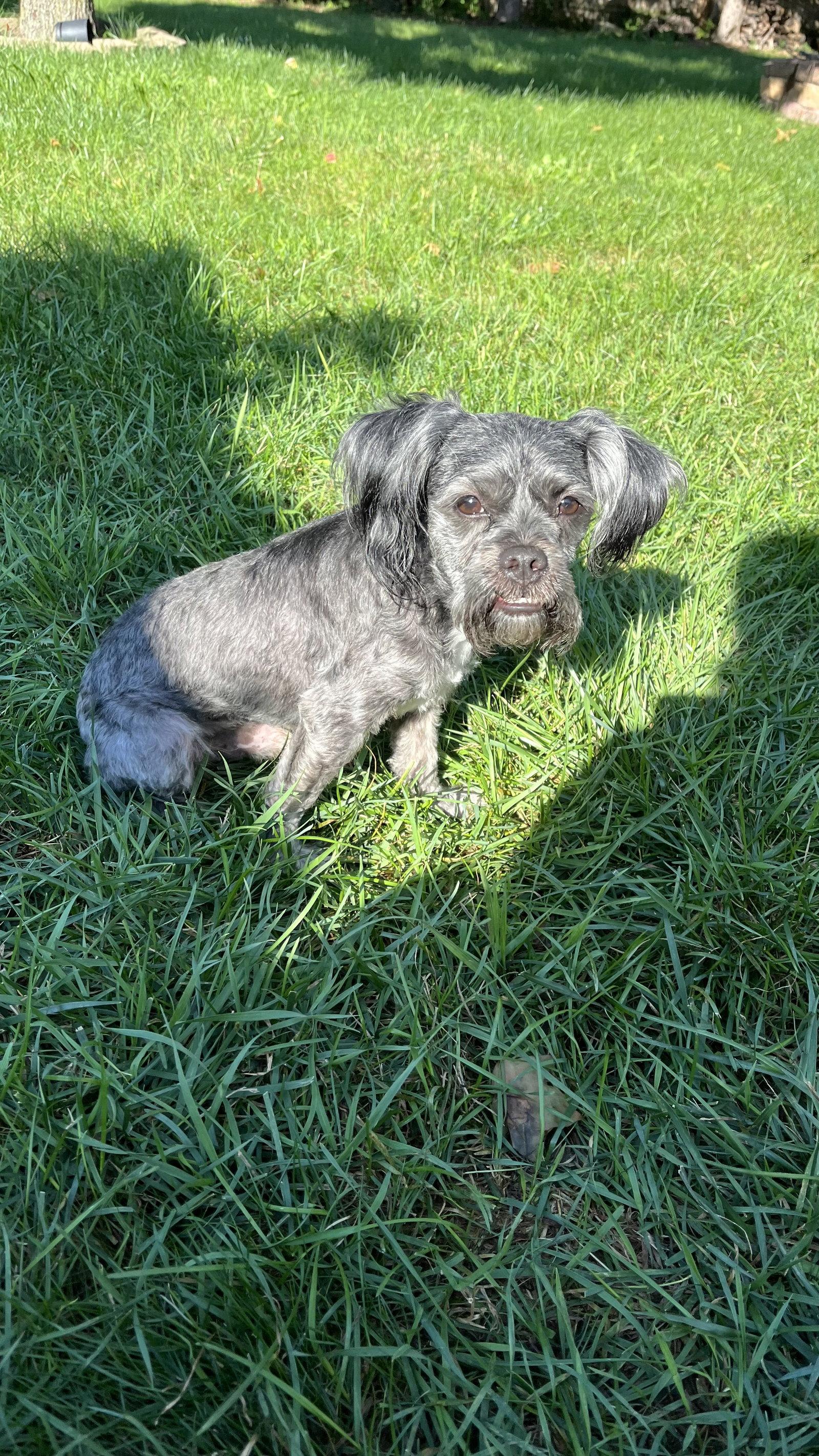 Enlarge Hendrix, a Adoptable Lhasa Apso in New London, WI image 3/3