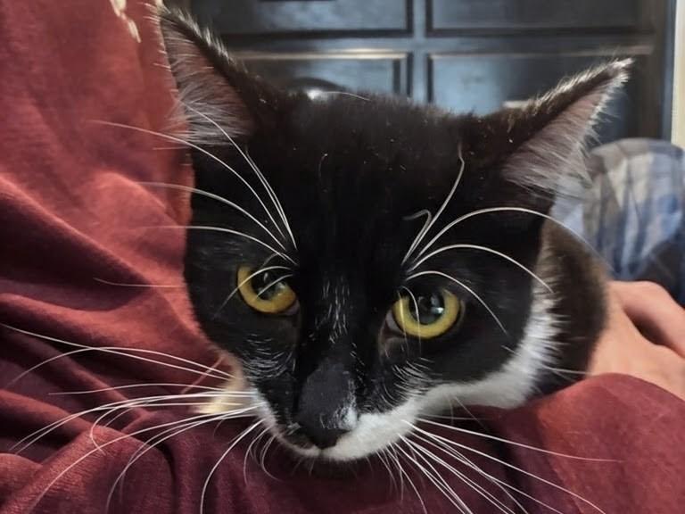 Enlarge Bandito, a Adoptable American Shorthair in Santa Monica, CA image 4/6