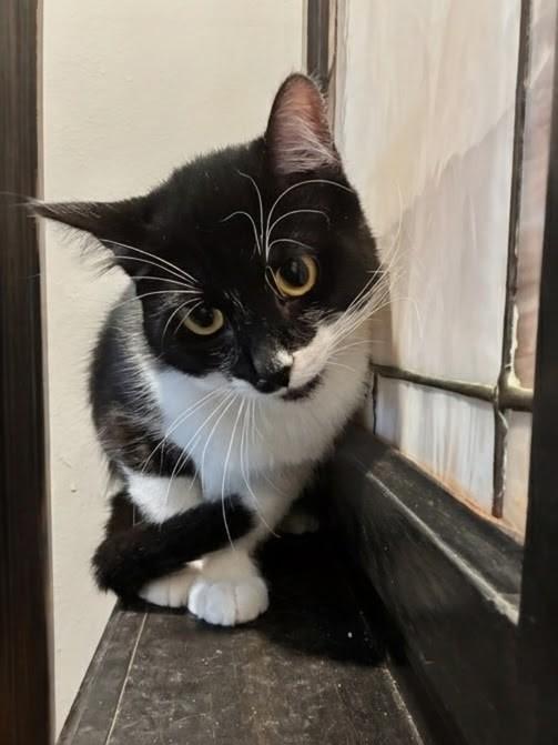 Enlarge Bandito, a Adoptable American Shorthair in Santa Monica, CA image 6/6