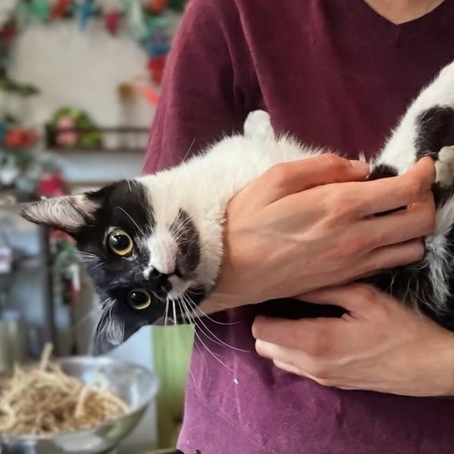 Enlarge Bandito, a Adoptable American Shorthair in Santa Monica, CA image 1/6