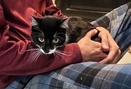 Enlarge Bandito, a Adoptable American Shorthair in Santa Monica, CA image 2/6