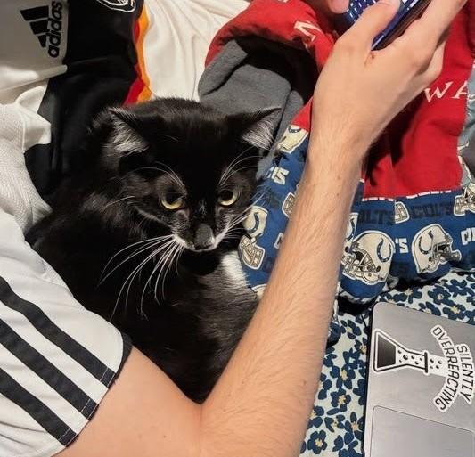 Enlarge Bandito, a Adoptable American Shorthair in Santa Monica, CA image 5/6