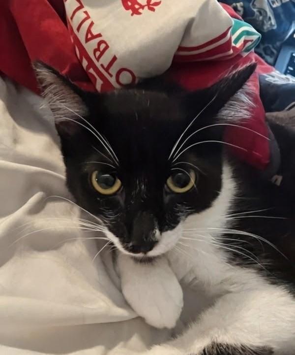 Enlarge Bandito, a Adoptable American Shorthair in Santa Monica, CA image 3/6