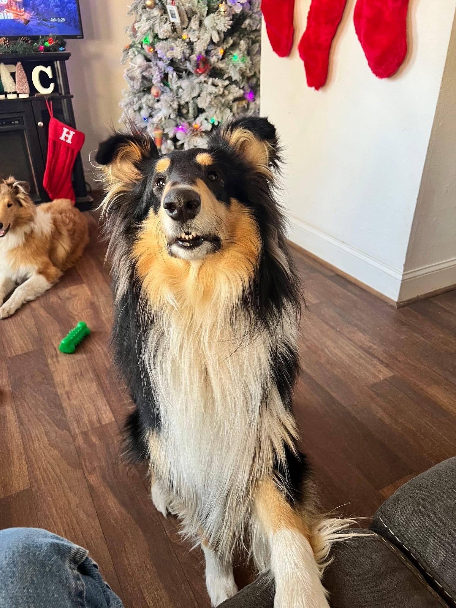 Enlarge Oakley, a Adopted Rough Collie in Elyria, OH image 2/3