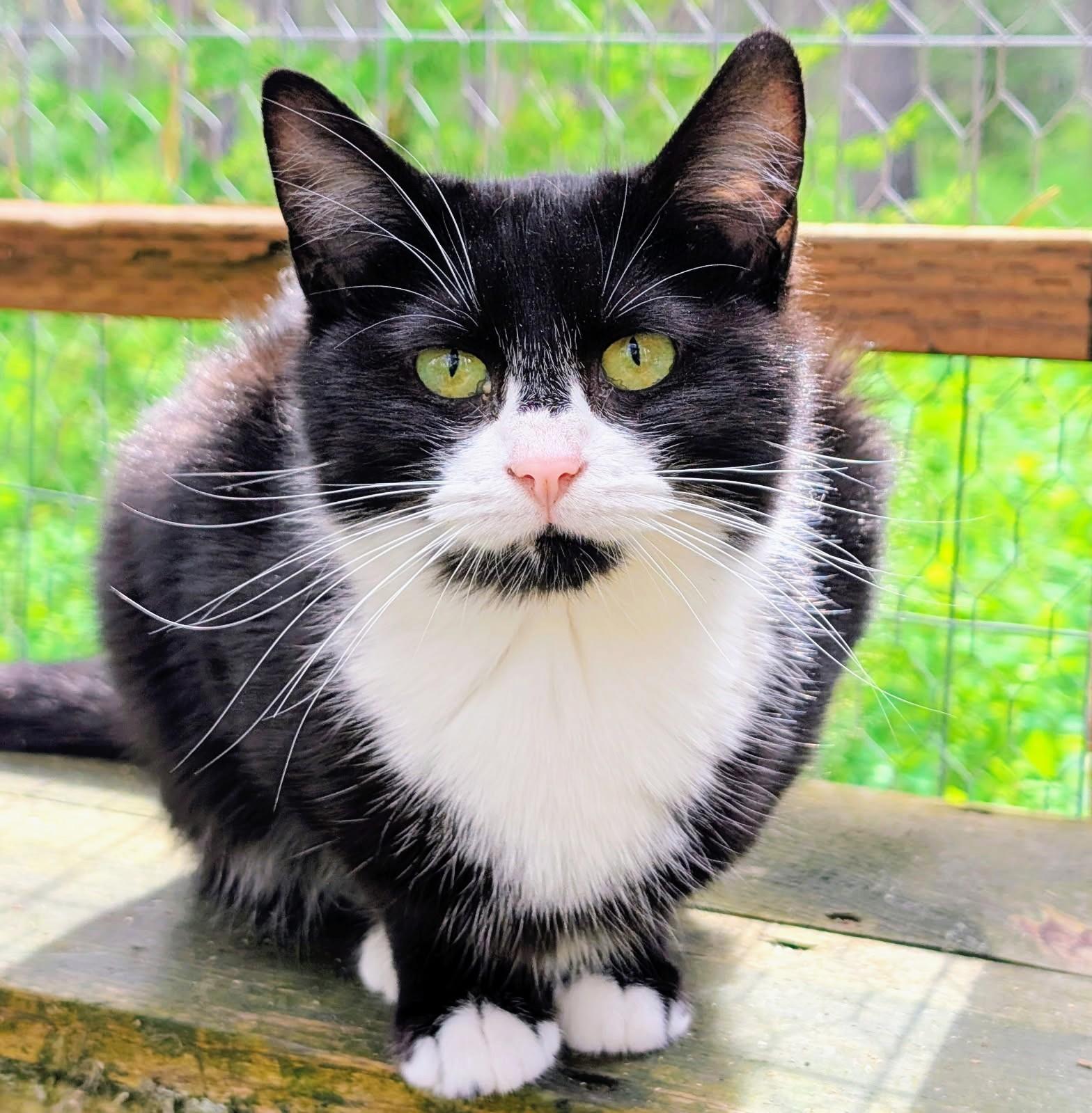 Benny, Sweetie Pie, an adopted Tuxedo in Newport, WA image 5/6