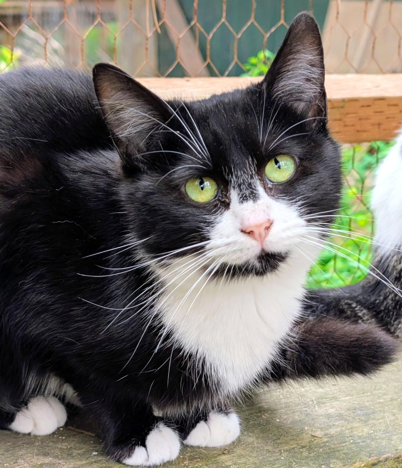 Benny, Sweetie Pie, an adopted Tuxedo in Newport, WA image 3/6