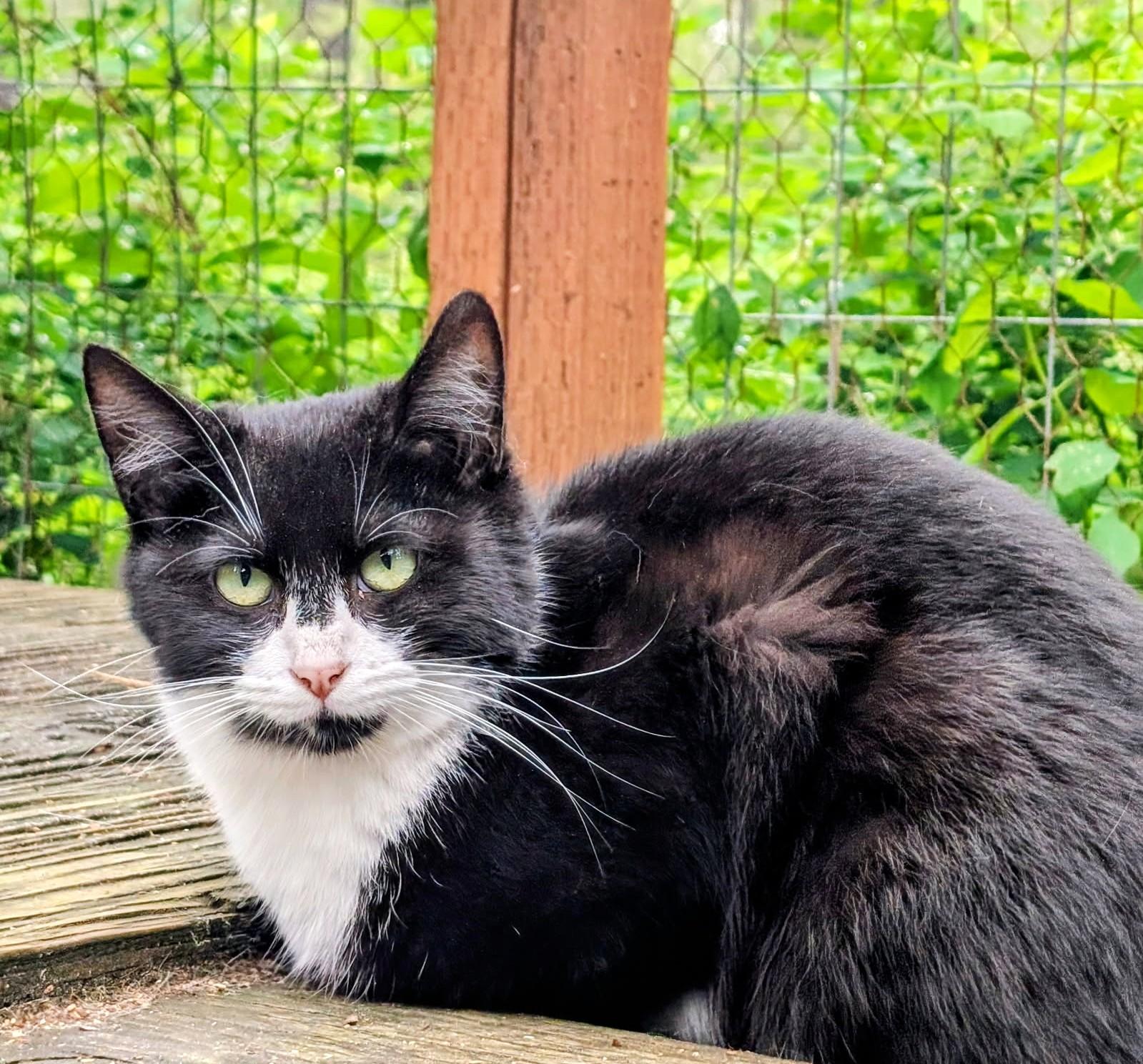 Benny, Sweetie Pie, an adopted Tuxedo in Newport, WA image 6/6