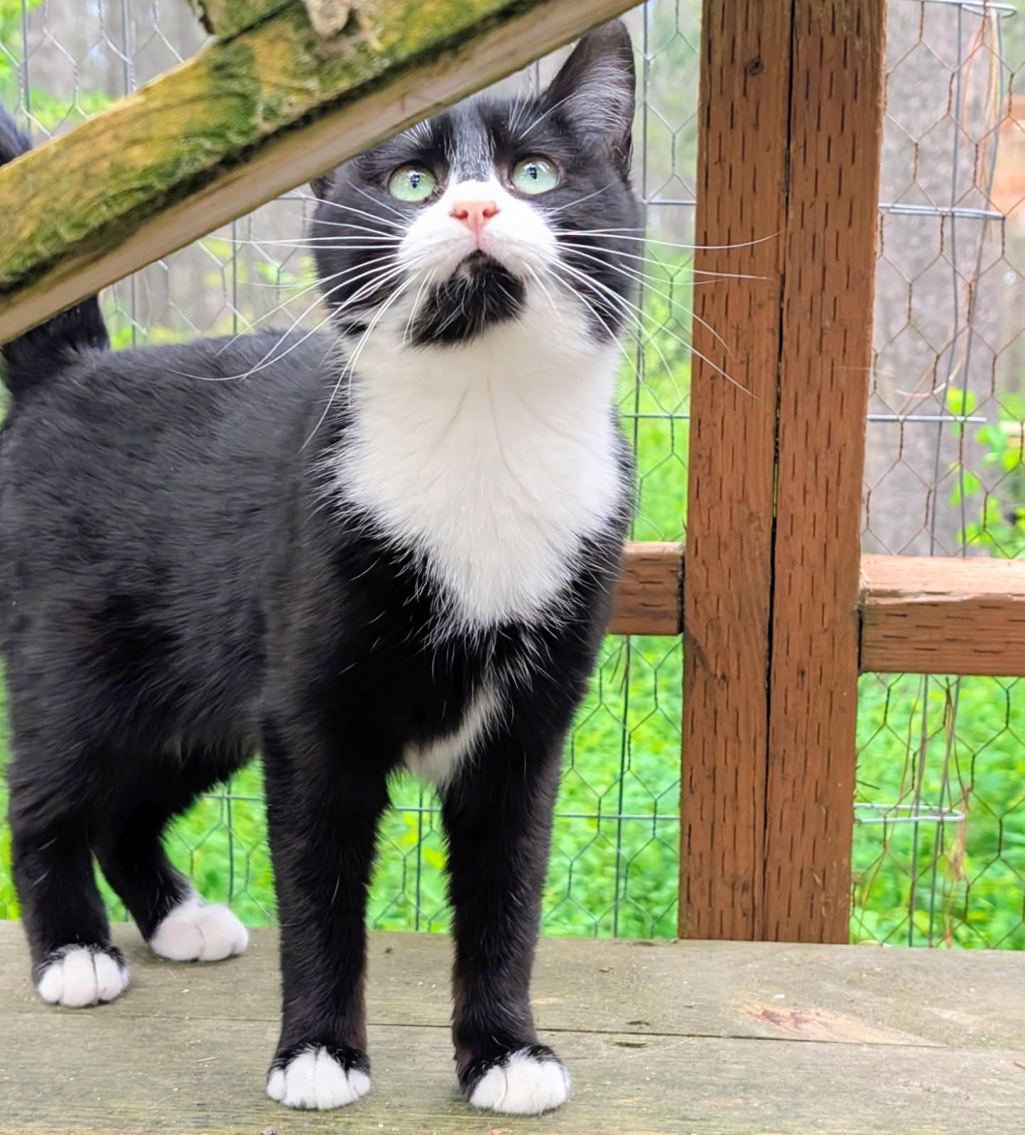 Benny, Sweetie Pie, an adopted Tuxedo in Newport, WA image 2/6