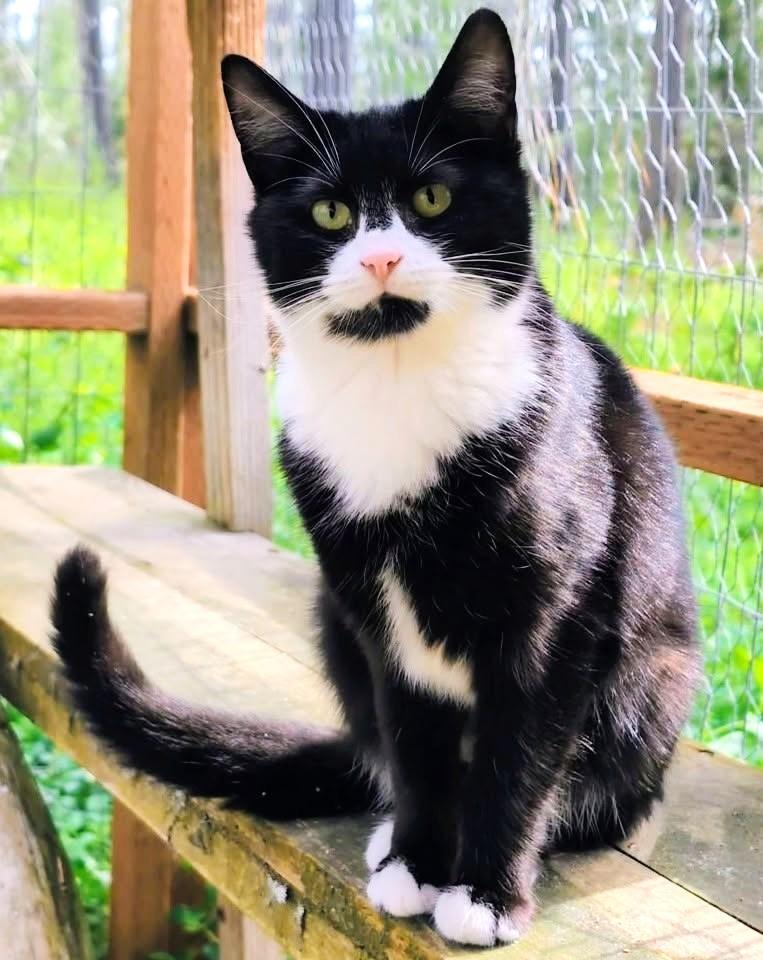 Benny, Sweetie Pie, an adopted Tuxedo in Newport, WA image 4/6