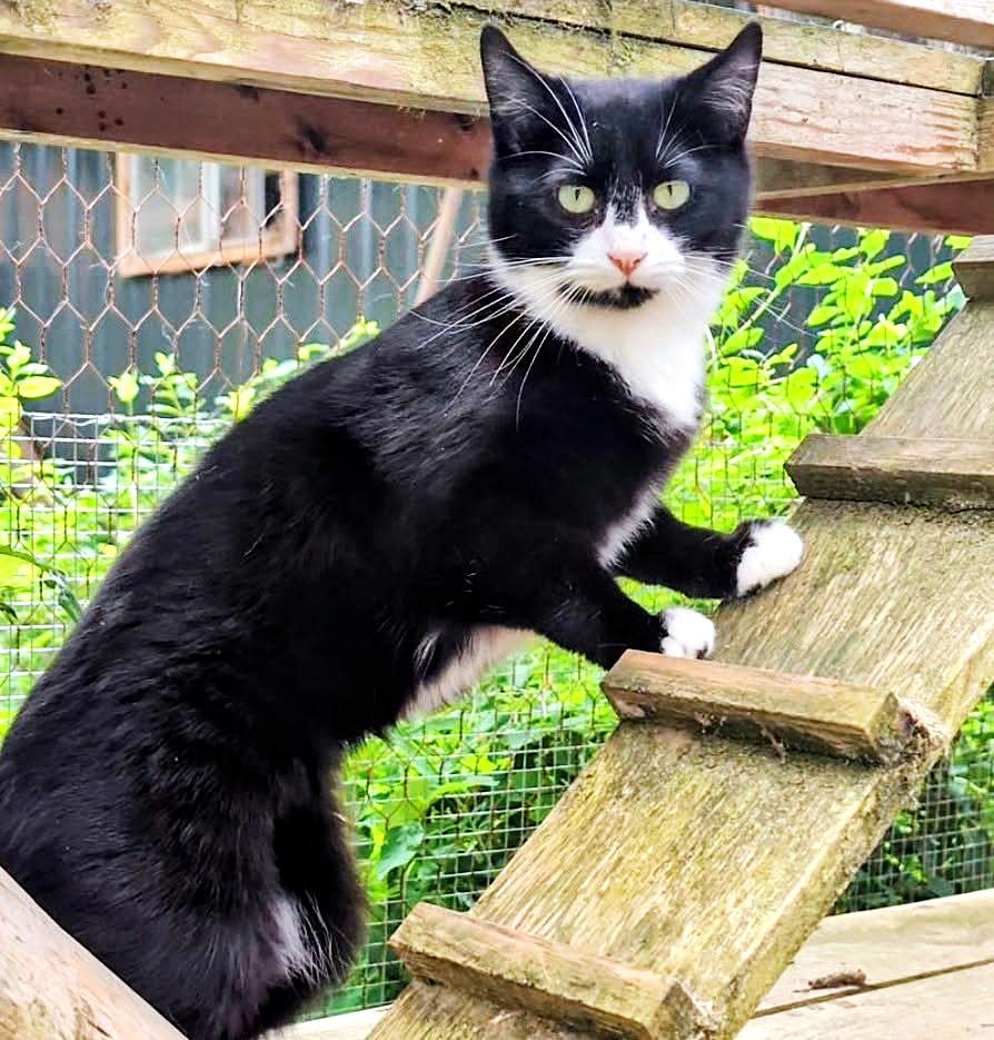 Benny, Sweetie Pie, adopted, Young Male Tuxedo.