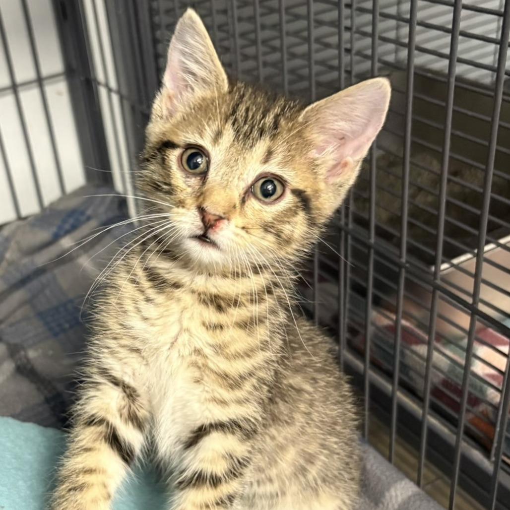 Enlarge Poppy (26-5137), a Adoptable Domestic Short Hair in Fort Smith, AR image 1/1