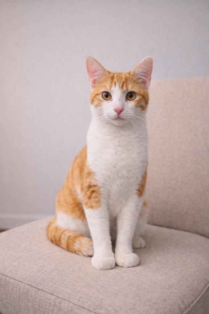 Canelo, Adoptable, Young Male Domestic Short Hair.