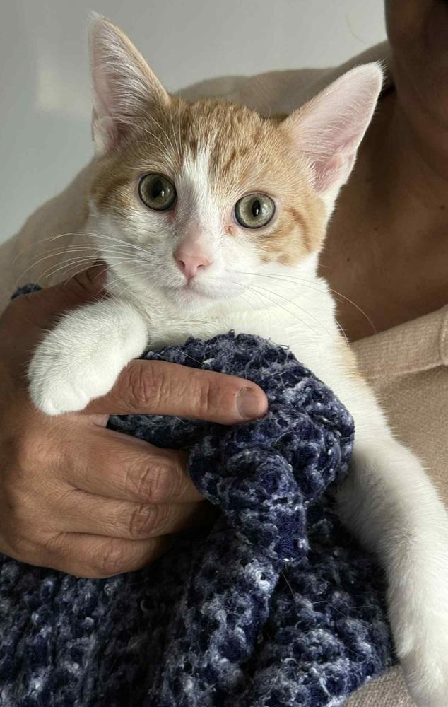 Enlarge Canelo, a Adoptable Domestic Short Hair in Homer Glen, IL image 2/2