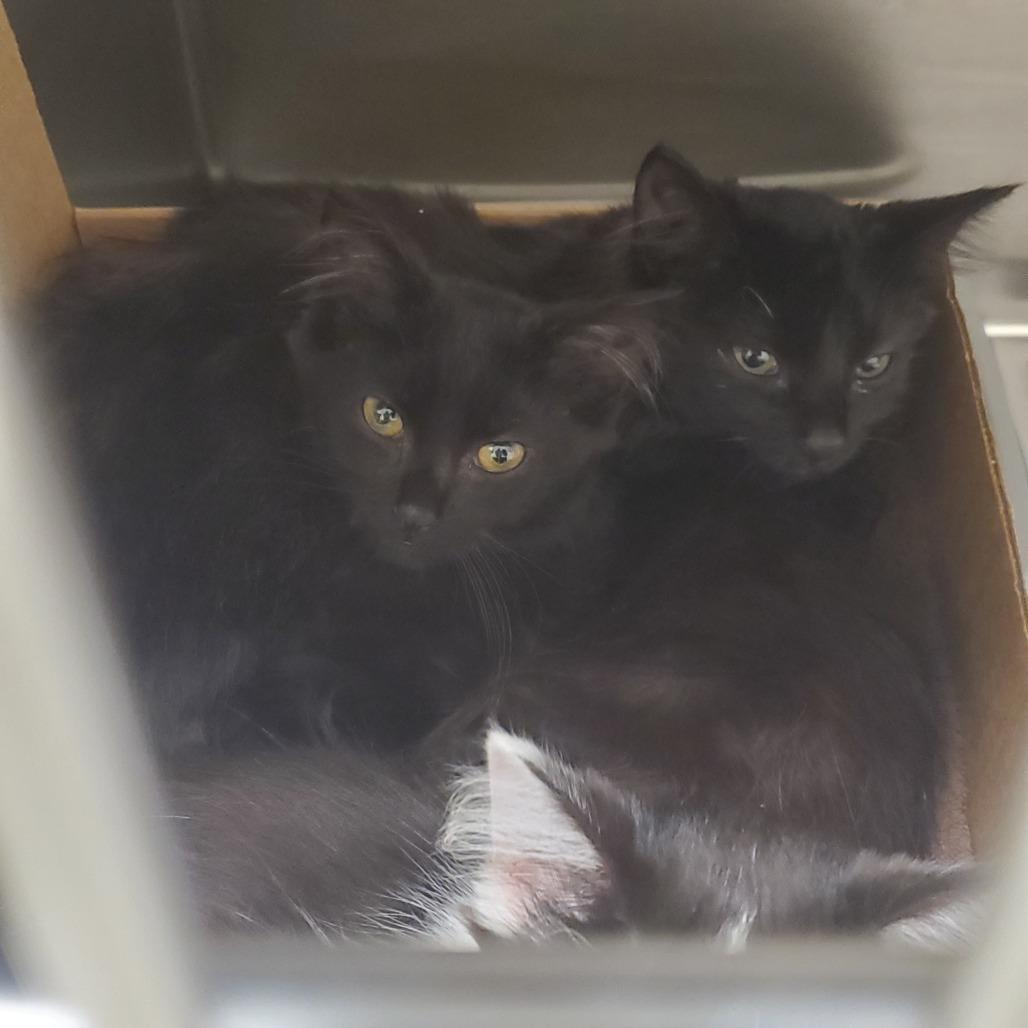 Ahoy, Adoptable, Kitten Female Domestic Short Hair.