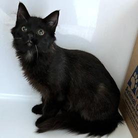 Enlarge Ahoy, a Adoptable Domestic Short Hair in Novelty, OH image 2/2
