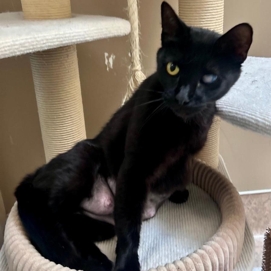 Grace, Adoptable, Adult Female Domestic Short Hair.