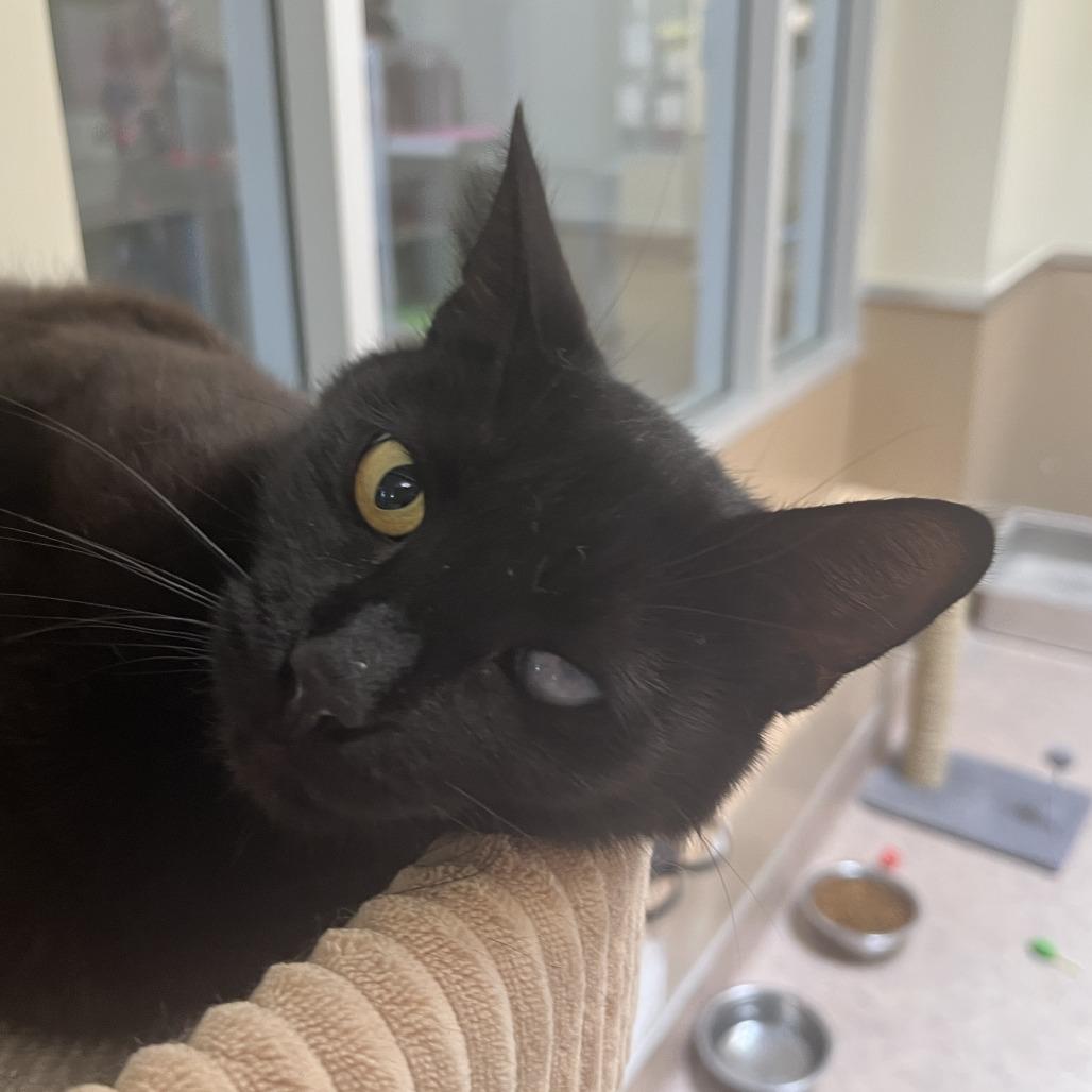 Enlarge Grace, a Adoptable Domestic Short Hair in Temecula, CA image 2/3
