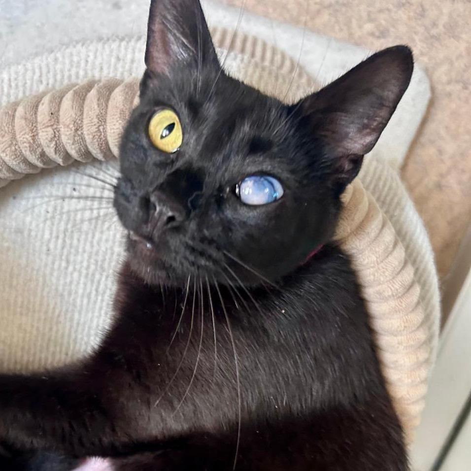 Enlarge Grace, a Adoptable Domestic Short Hair in Temecula, CA image 3/3