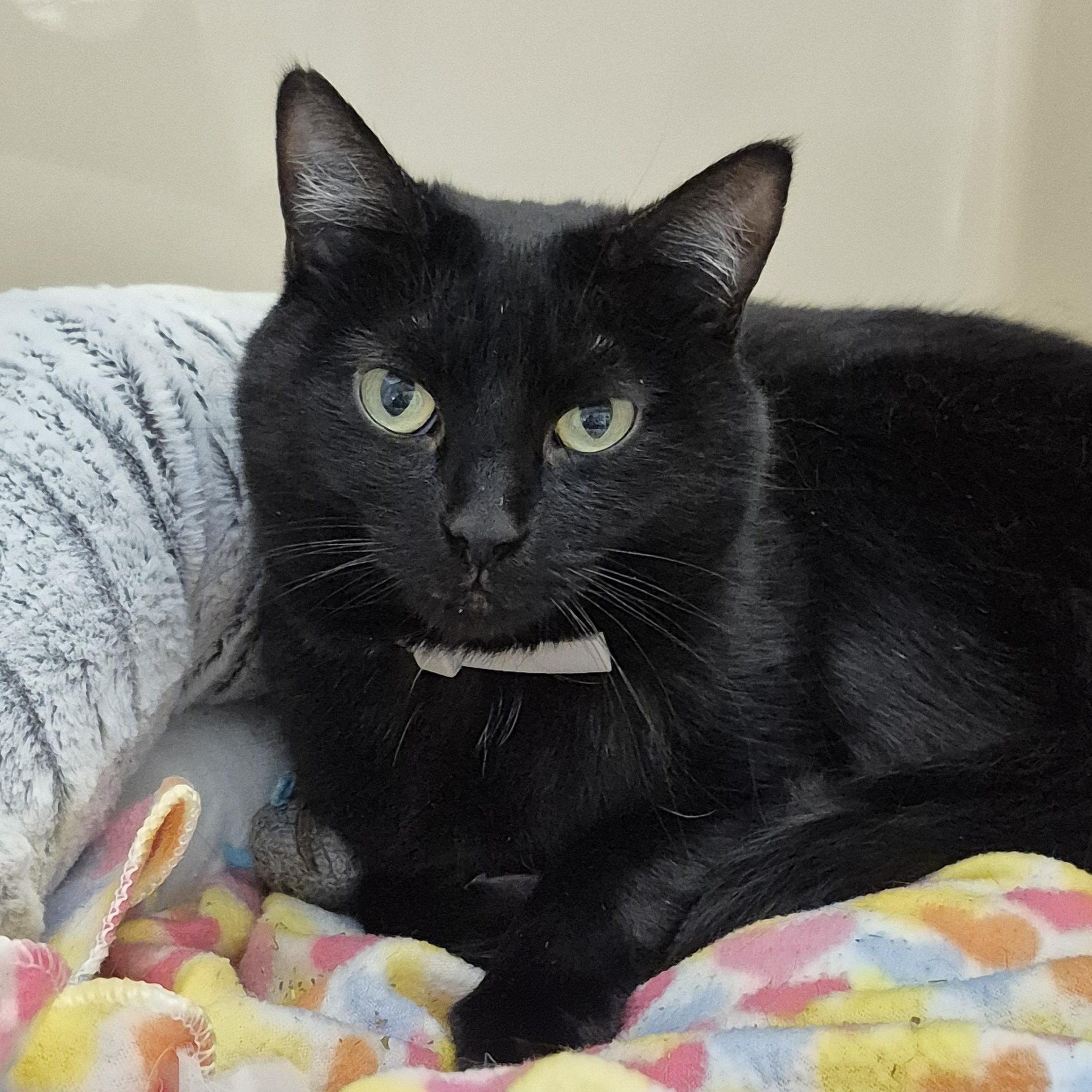 Binx, a ADOPTABLE Domestic Short Hair in Tioga, PA image 4/5