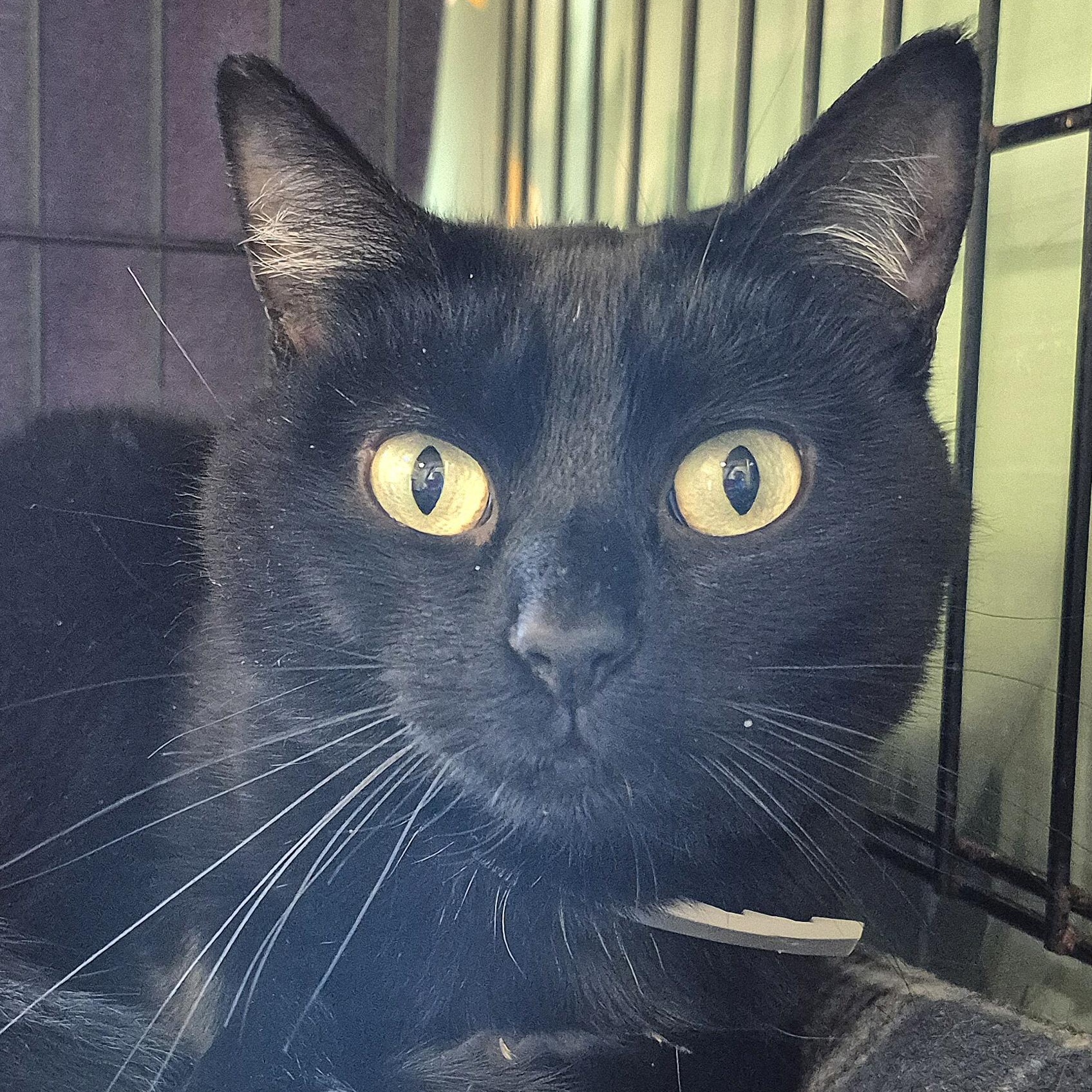 Binx, ADOPTABLE, Young Female Domestic Short Hair.